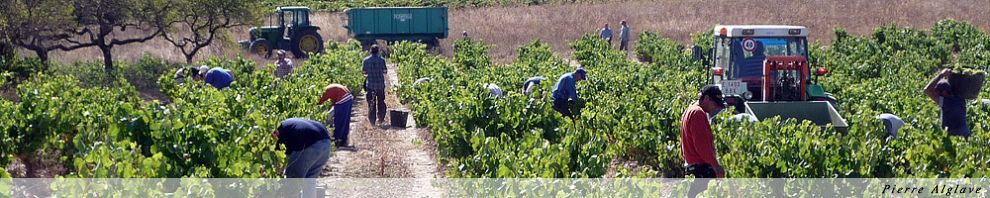 Vendanges dans la région du Rioja Vendanges dans la région du Rioja