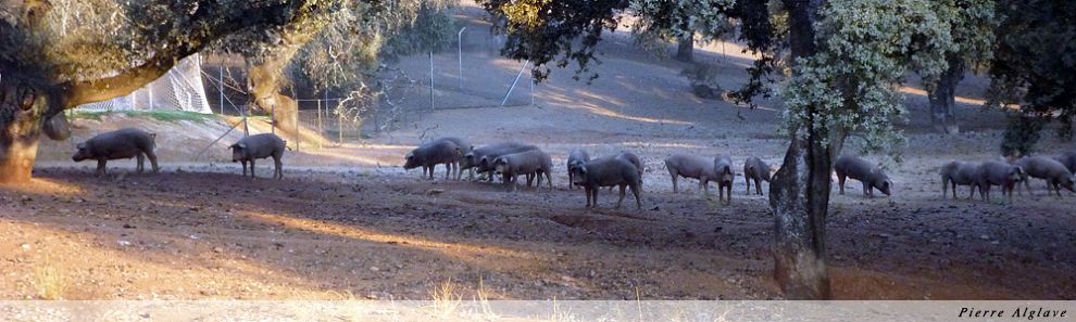 Les cochons noirs Les cochons noirs