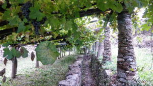 À travers les vignes