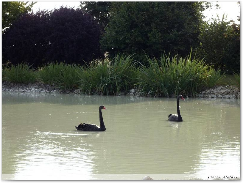 Cygnes noirs