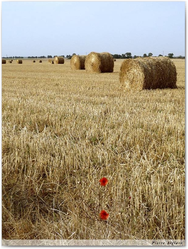 Meules et coquelicots
