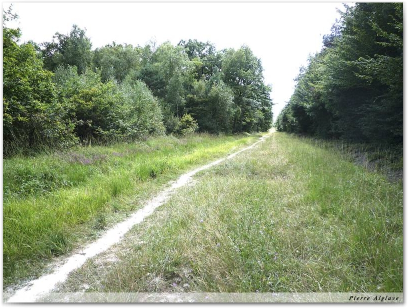 Chemin forestier