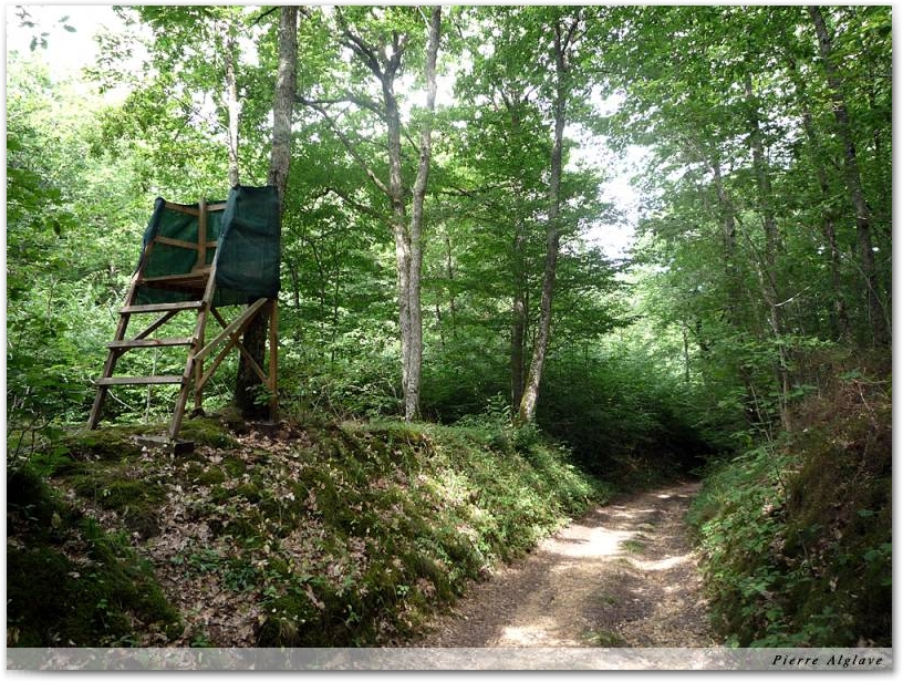 Chemin forestier