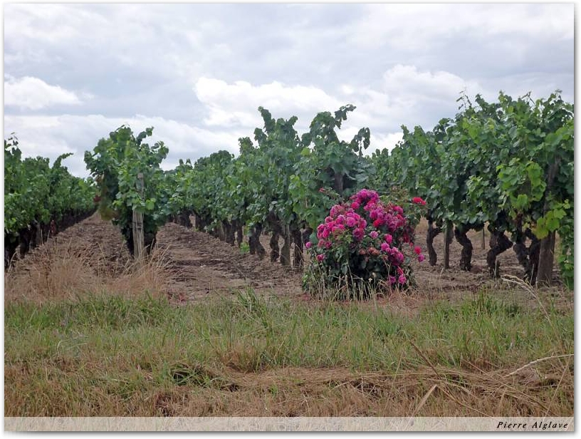 Traversée des vignes