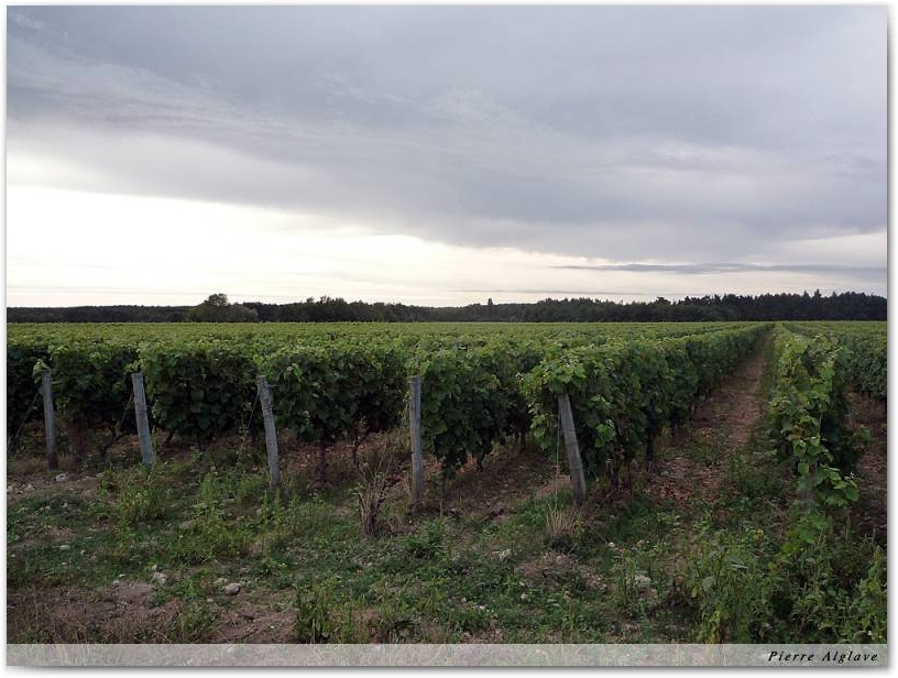 Le chemin dans les vignes