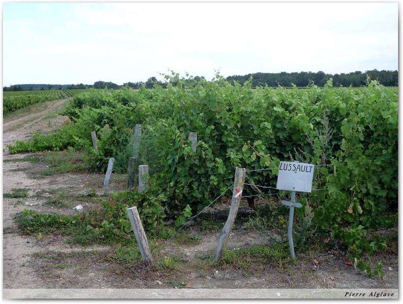 Le chemin dans les vignes