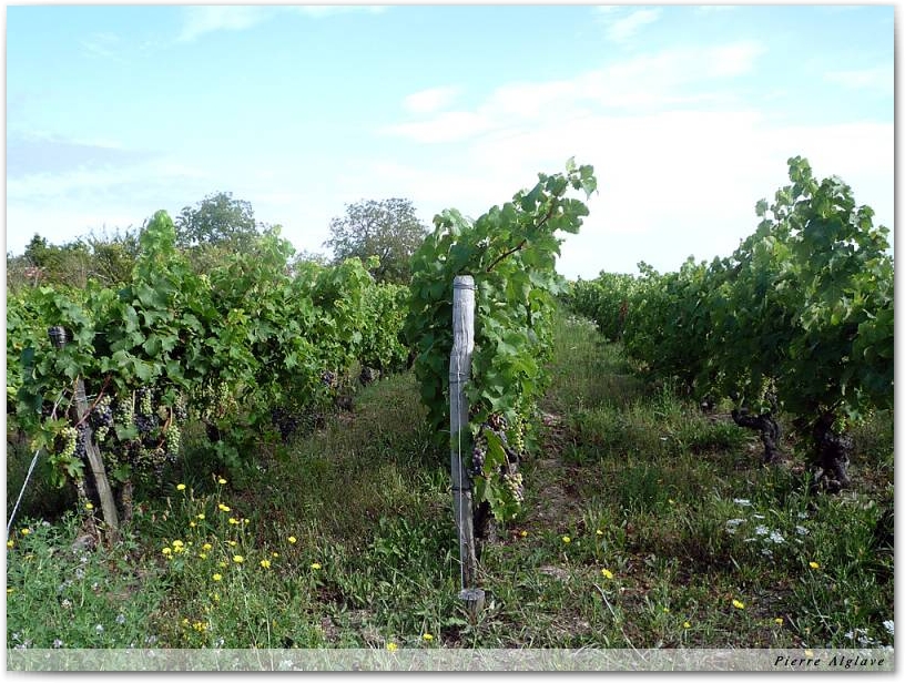 Le chemin dans les vignes