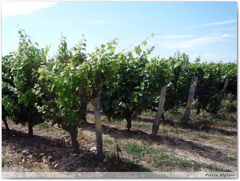 Le chemin dans les vignes