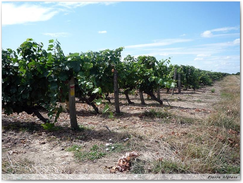 Le chemin dans les vignes