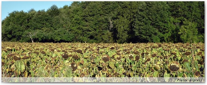 Tournesols