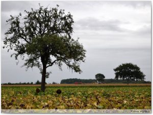 En chemin