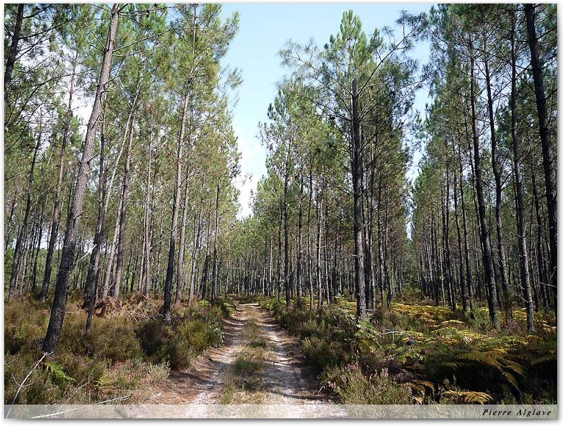 En chemin