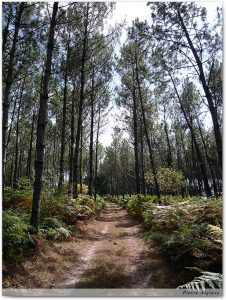 Le chemin