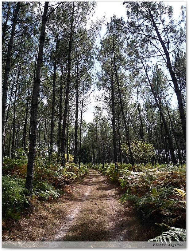 Le chemin