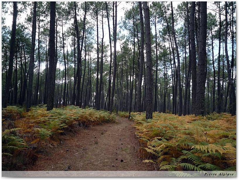 Le chemin