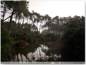 Petit matin