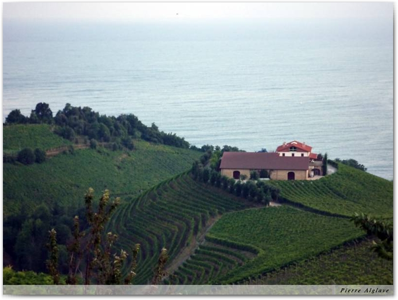 Les vignes
