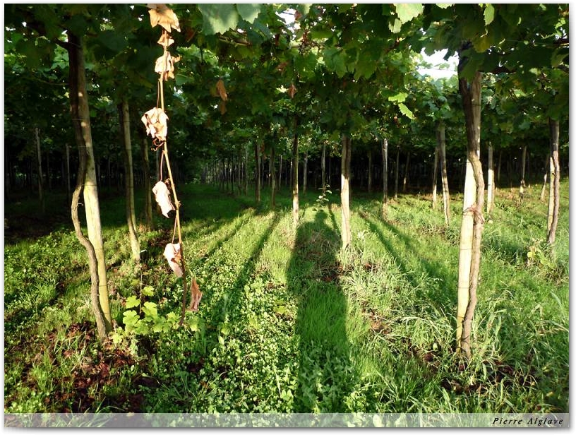 Les vignes