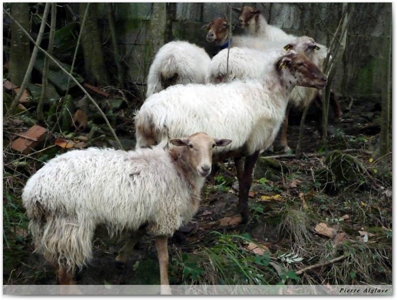 Moutons