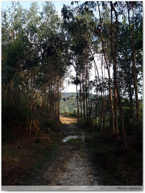 Forêt d\'eucalyptus
