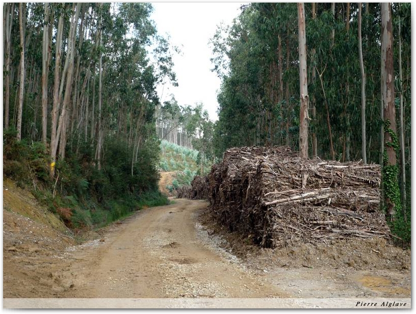 Forêt d\'eucalyptus