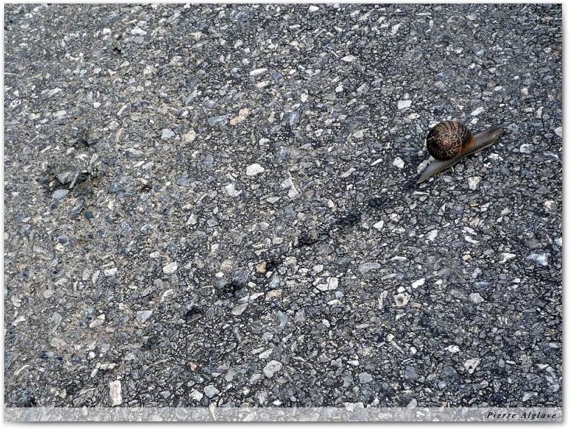 A chacun son Chemin