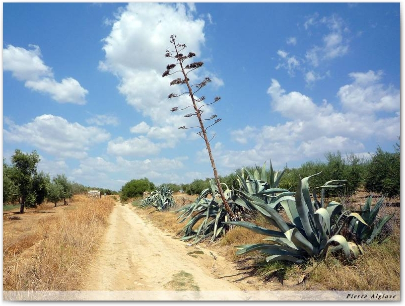 Le chemin