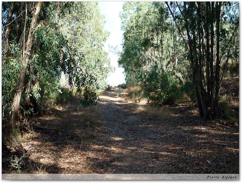 Eucalyptus
