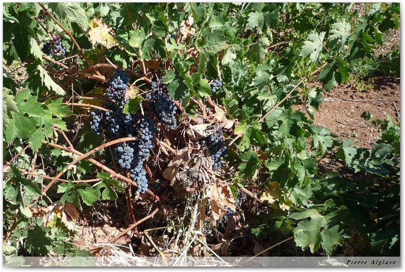 Vignes