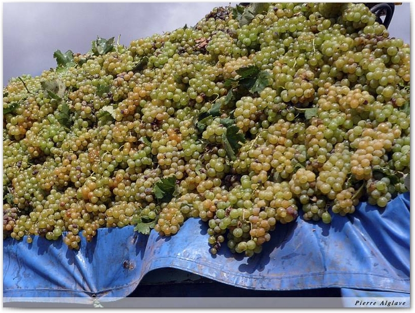 Vendanges