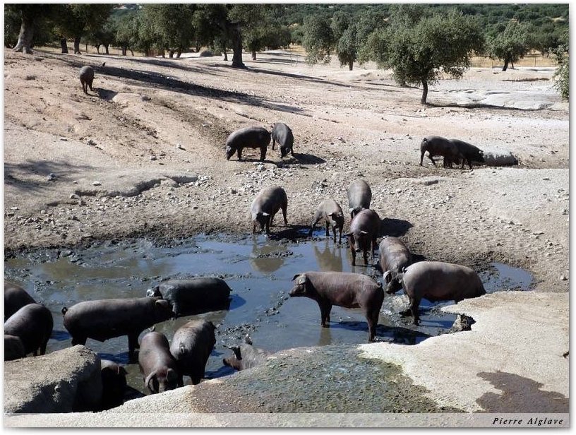 Les cochons noirs, le retour