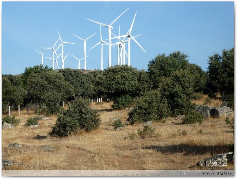 Forêt d'éoliennes