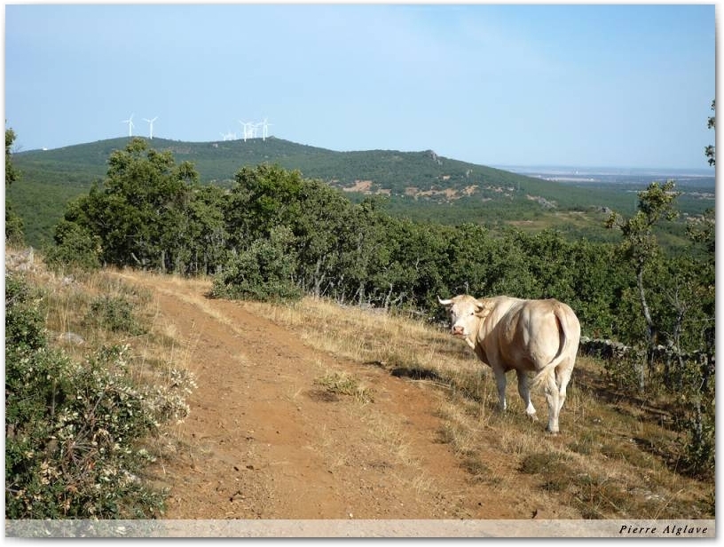 Le Chemin redescend