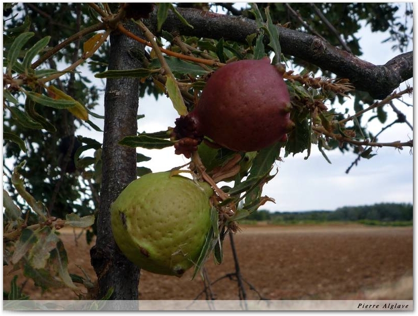 Fruits ou parasites ?