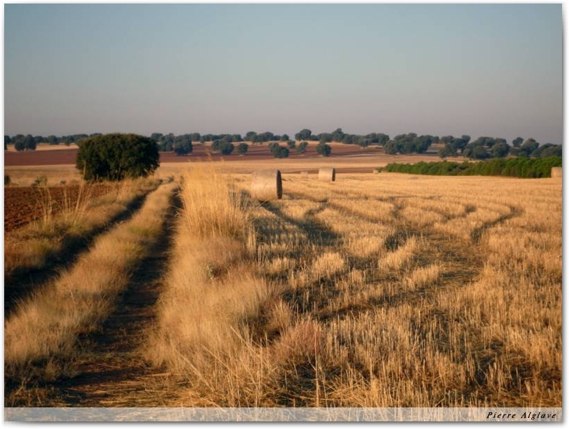 Campagne au soleil levant