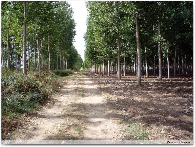 Le Chemin
