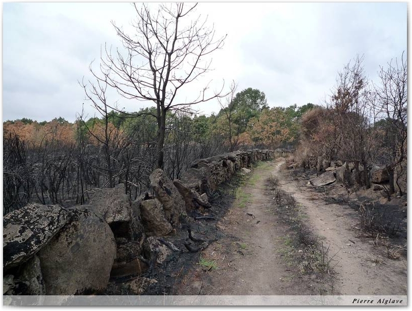 Traversée d`une zone incendiée