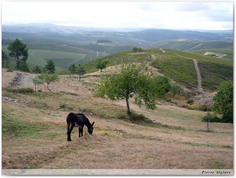 Paysage bucolique