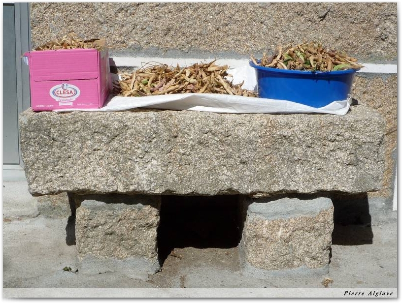 Banc aux haricots