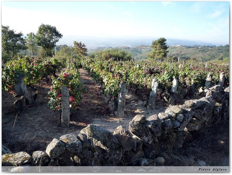 Vignes