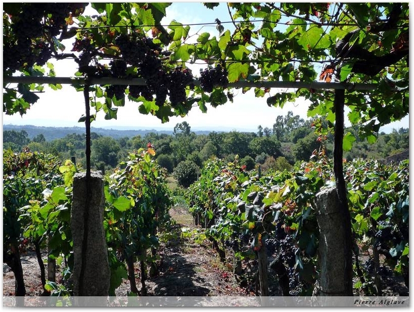 Vignes en treilles