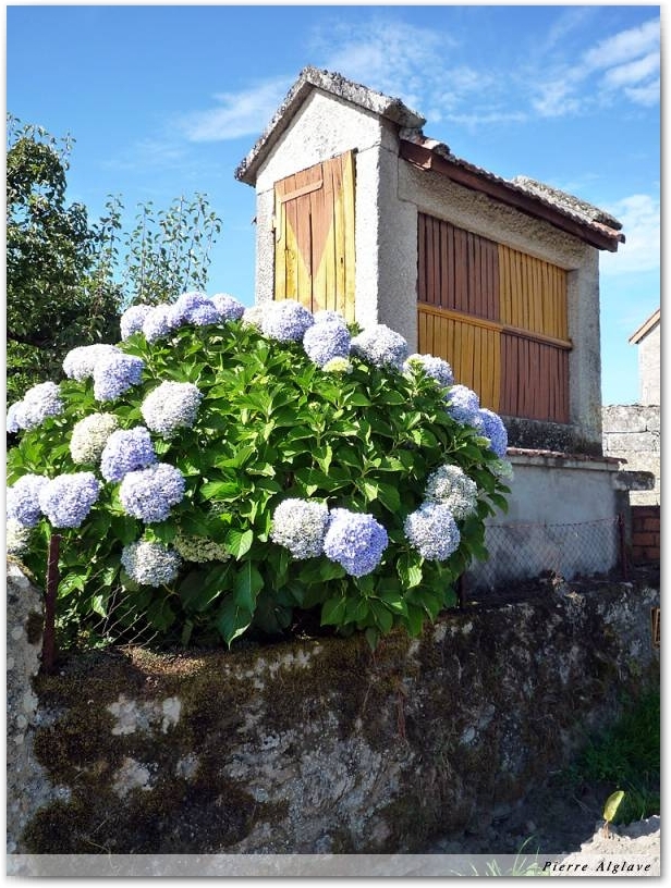 Hortensias et horreos