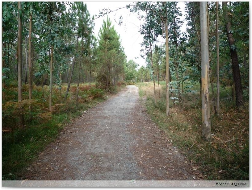 Enfin des eucalyptus