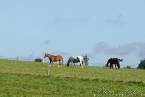 La Beauce