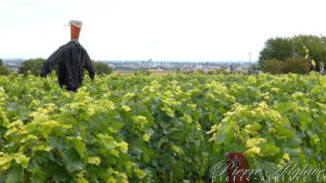 En Chemin, vigne et Troyes au loin