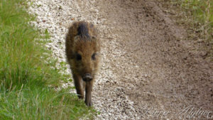 Une rencontre innatendue