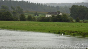 Cygnes à Motey-sur-Saône