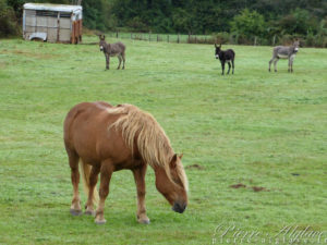 Compagnons de route