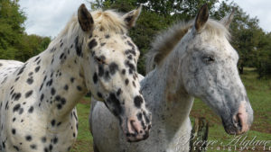 Compagnons de route