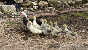 Compagnons de route